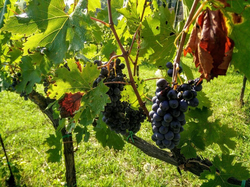 Podere Terreno Alla Via Della Volpaia Radda in Chianti Bagian luar foto